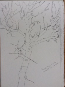 Preliminary sketch of apple tree. Pencil in A4 sketchbook.